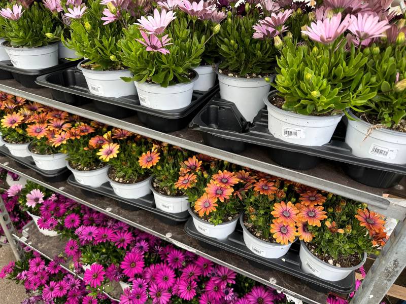 Grand choix de Dimorphoteca Marguerite du Cap Osteospermum près de chez vous dans nos 2 jardineries Sopavar à Six Fours et à Sanary près de Ollioules La Seyne Toulon Bandol dans le Var