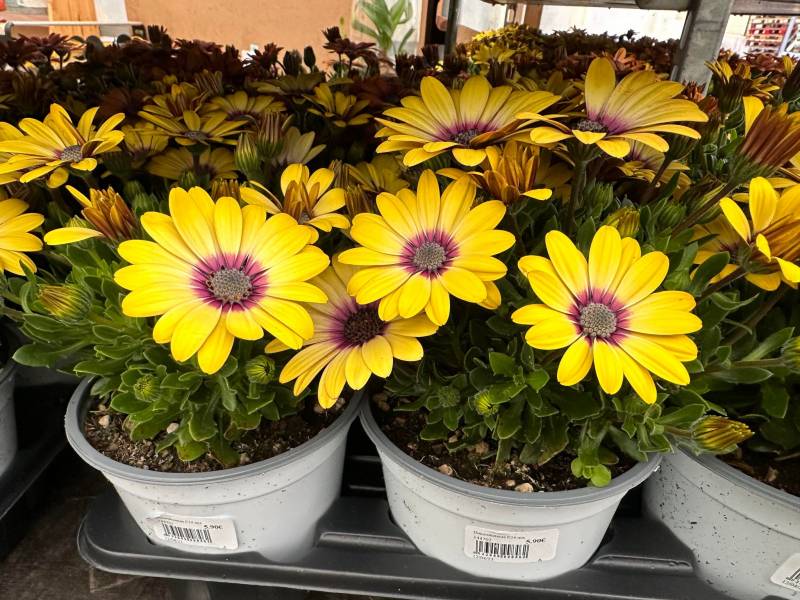 Dimorphoteca Marguerite du Cap Osteospermum à prix imbattable dans nos 2 magasins dans votre coopérative agricole près des centres-villes de Sanary et de Six Fours près de Toulon dans le Var