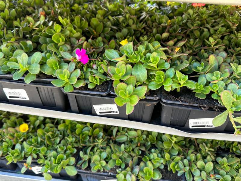 Pourpiers Ficoïdes et Portulacas dans votre jardinerie coopérative agricoles Sopavar à Sanary et à Six Fours près de Toulon dans le Var