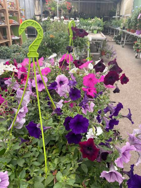 Pétunia retombant ou Surfinia dans nos 2 jardineries Sopavar à Six Fours et à Sanary près de Toulon dans le Var