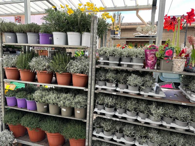Pot de Lavandin Lavandula latifolia dans nos 2 magasins dans votre coopérative agricole près des centres-villes de Sanary et de Six Fours près de Toulon dans le Var
