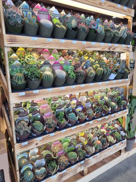 Cactus d’extérieur en pot à découvrir dans vos coopératives agricoles Sopavar à Sanary et à Six Fours près de Toulon dans le Var