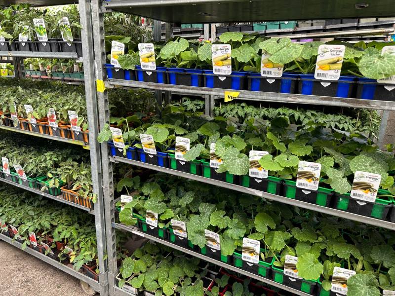 Graines de melon à semer dans nos 2 magasins dans votre coopérative agricole près des centres-villes de Sanary et de Six Fours près de Toulon dans le Var