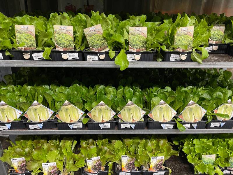 Plants de salades feuille de chêne romaine près de chez vous dans nos 2 jardineries Sopavar à Six Fours et à Sanary près de Ollioules La Seyne Toulon Bandol dans le Var