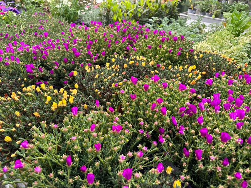 Pourpier Ficoïde et Portulaca près de chez vous dans nos 2 jardineries Sopavar à Six Fours et à Sanary près de Ollioules La Seyne Toulon Bandol dans le Var