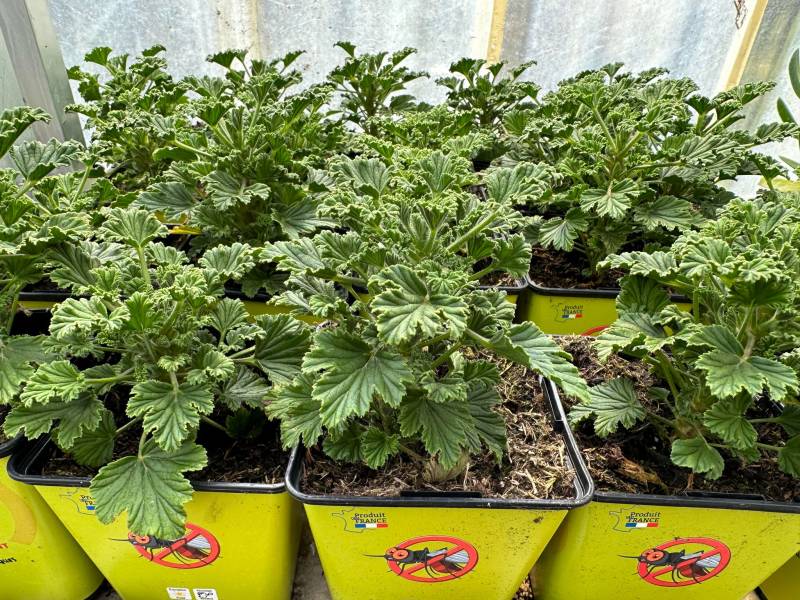 Géranium odorant anti moustiques dans nos 2 magasins dans votre coopérative agricole près des centres-villes de Sanary et de Six Fours près de Toulon dans le Var