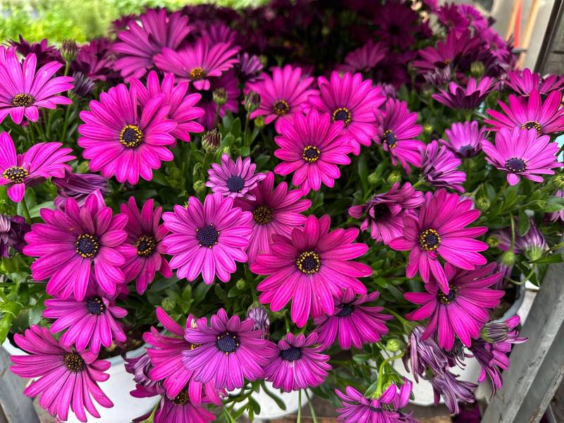 Grand choix de Dimorphoteca Marguerite du Cap Osteospermum dans votre jardinerie coopérative agricoles Sopavar à Sanary et à Six Fours près de Toulon dans le Var