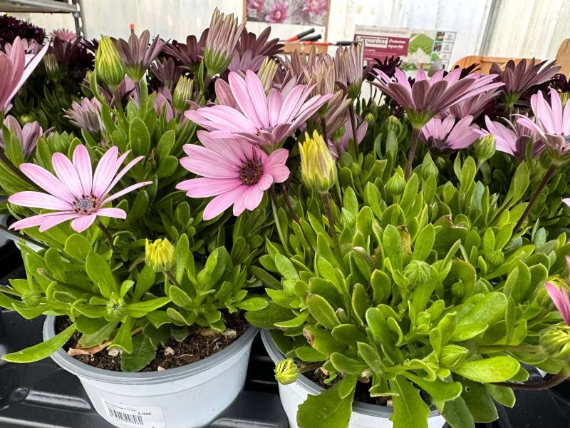 Dimorphoteca Marguerite du Cap Osteospermum en promo dans votre jardinerie coopérative agricole SOPAVAR à Six Fours et à Sanary près de Toulon dans le Var