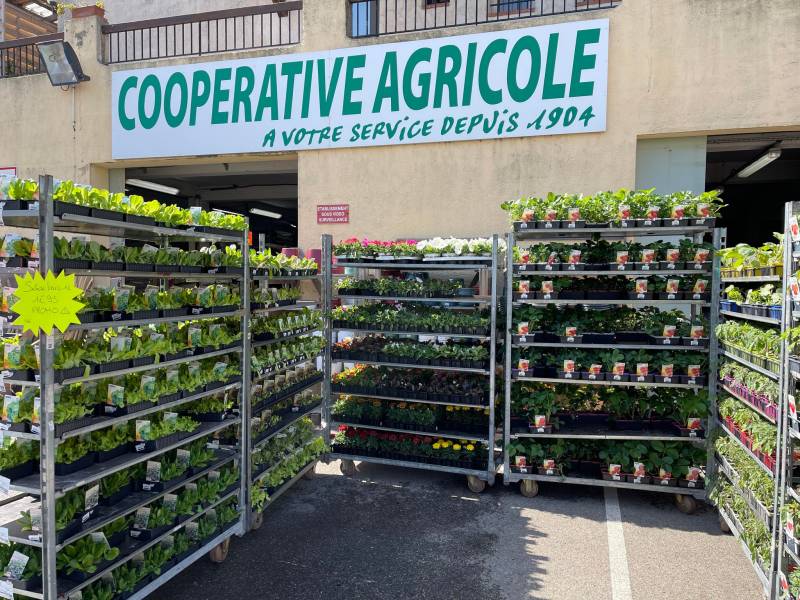 Plants de fraisiers productifs près de chez vous dans nos 2 jardineries Sopavar à Six Fours et à Sanary près de Ollioules La Seyne Toulon Bandol dans le Var