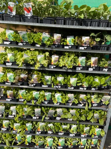 Plants de salade en barquette dans votre jardinerie coopérative agricoles Sopavar à Sanary et à Six Fours près de Toulon dans le Var