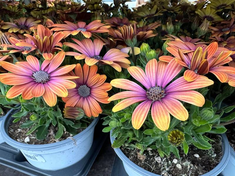 Dimorphoteca Marguerite du Cap Osteospermum en pot à découvrir dans vos coopératives agricoles Sopavar à Sanary et à Six Fours près de Toulon dans le Var