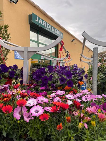 Œillet d’Inde et Rose d’Inde colorés dans votre jardinerie coopérative agricole SOPAVAR à Six Fours et à Sanary près de Toulon dans le Var