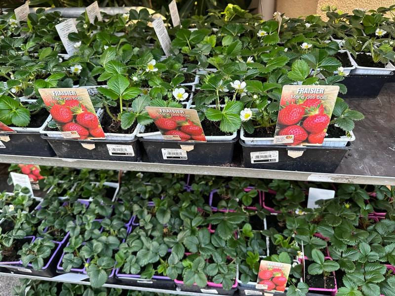 Fraisiers Mara des Bois dans votre jardinerie coopérative agricoles Sopavar à Sanary et à Six Fours près de Toulon dans le Var