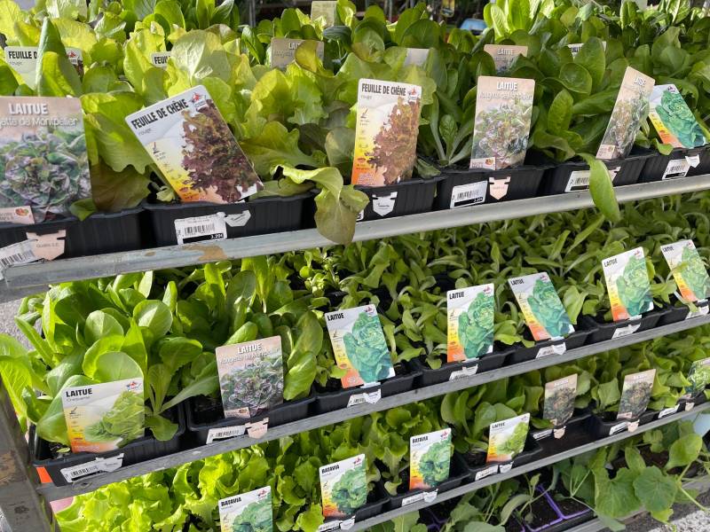Plants de salade batavia chicorée scarole dans votre jardinerie coopérative agricole SOPAVAR à Six Fours et à Sanary près de Toulon dans le Var