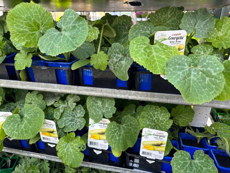Courgettes jaunes vertes grises blanches dans votre jardinerie coopérative agricole SOPAVAR à Six Fours et à Sanary près de Toulon dans le Var