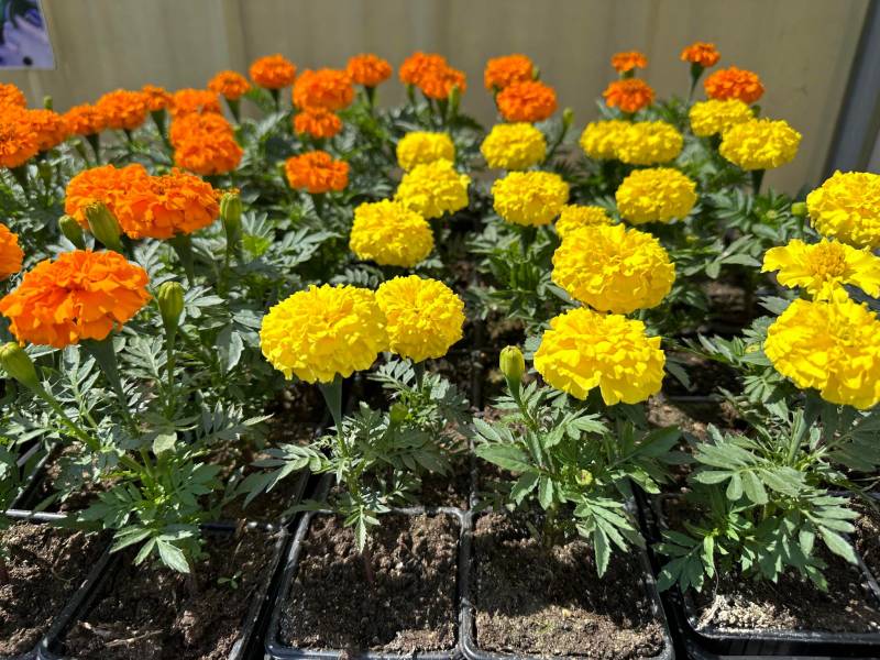 Œillet d’Inde et Rose d’Inde fleuris à Six Fours et à Sanary près de Toulon dans le Var