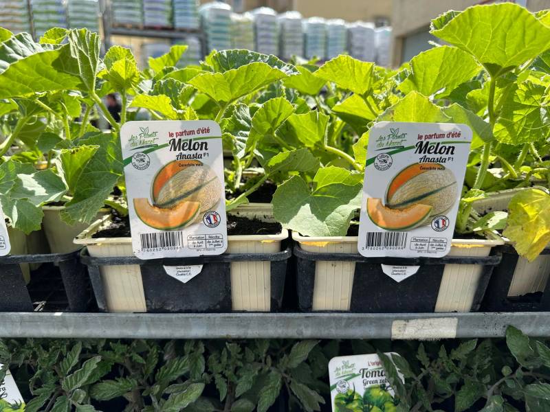 Melons greffés dans votre jardinerie coopérative agricoles Sopavar à Sanary et à Six Fours près de Toulon dans le Var
