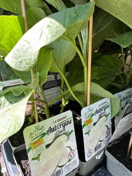 Aubergines greffées dans votre jardinerie coopérative agricoles Sopavar à Sanary et à Six Fours près de Toulon dans le Var