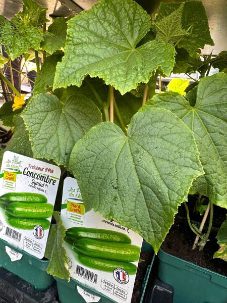 Graines de concombre à semer dans nos 2 magasins dans votre coopérative agricole près des centres-villes de Sanary et de Six Fours près de Toulon dans le Var