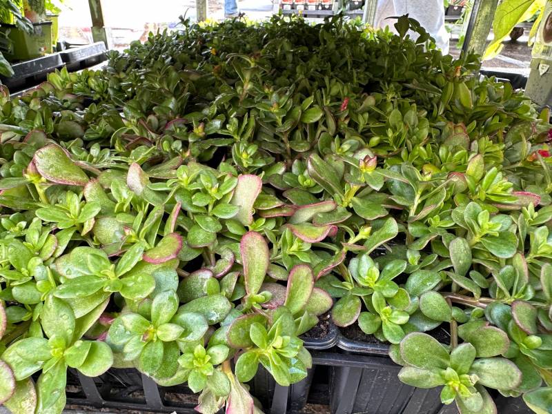 Godets de Pourpier Ficoïde et Portulaca dans nos 2 magasins dans votre coopérative agricole près des centres-villes de Sanary et de Six Fours près de Toulon dans le Var