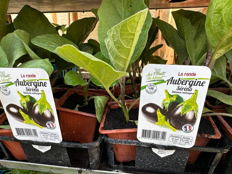 Aubergines longues et rondes dans votre jardinerie coopérative agricole SOPAVAR à Six Fours et à Sanary près de Toulon dans le Var