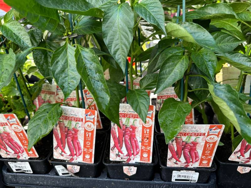 Poivrons greffés dans votre jardinerie coopérative agricoles Sopavar à Sanary et à Six Fours près de Toulon dans le Var