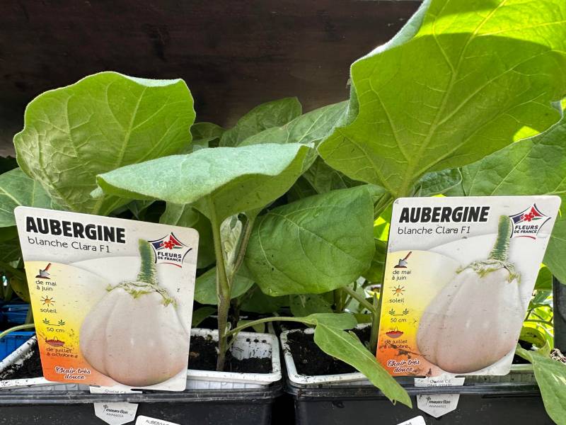 Aubergines blanches en godet dans nos 2 magasins dans votre coopérative agricole près des centres-villes de Sanary et de Six Fours près de Toulon dans le Var