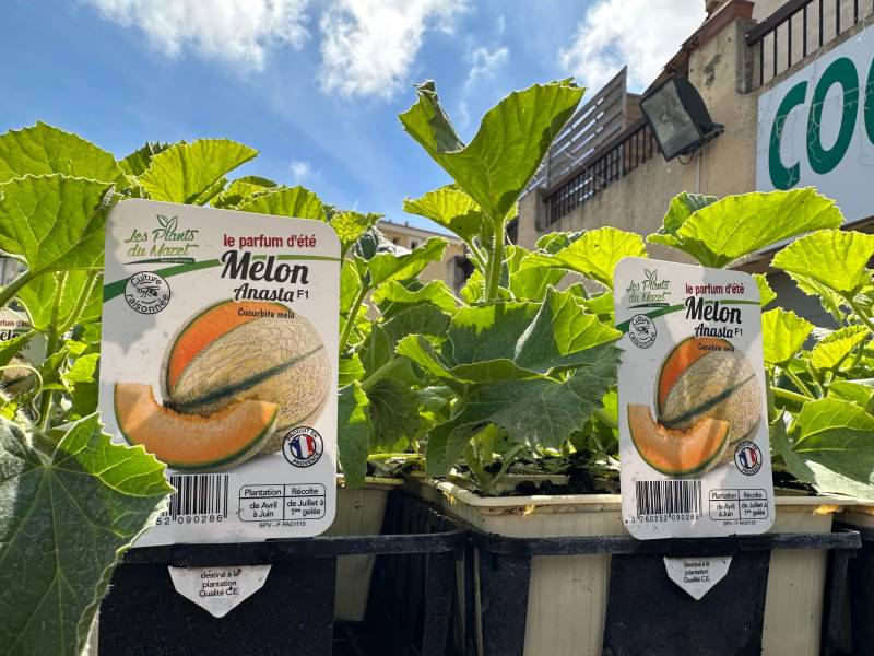 Plants de melons en godet à découvrir dans vos coopératives agricoles Sopavar à Sanary et à Six Fours près de Toulon dans le Var