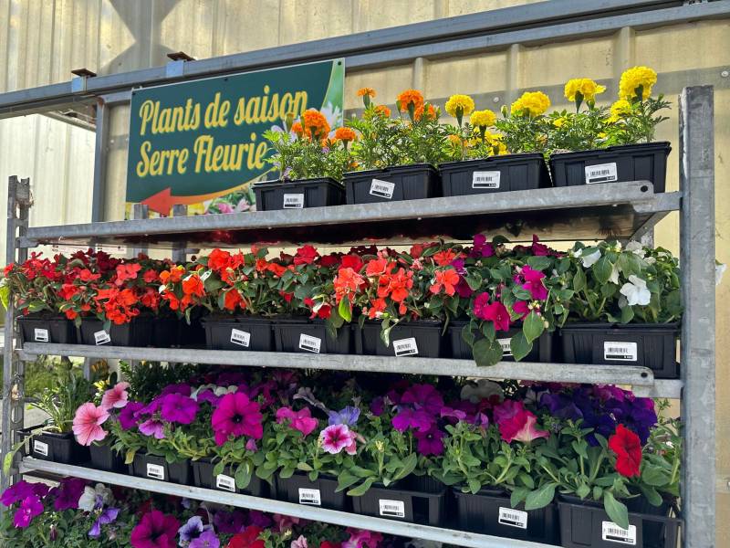 Œillet d’Inde et Rose d’Inde dans votre jardinerie coopérative agricoles Sopavar à Sanary et à Six Fours près de Toulon dans le Var