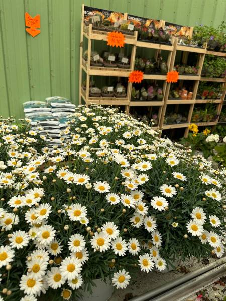 Marguerite Anthémis blanc dans votre jardinerie coopérative agricole SOPAVAR à Six Fours et à Sanary près de Toulon dans le Var