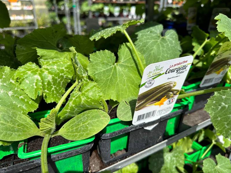 Plants de courgettes en godet à découvrir dans vos coopératives agricoles Sopavar à Sanary et à Six Fours près de Toulon dans le Var