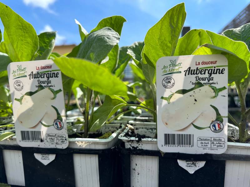 Plants d’aubergines en godet à découvrir dans vos coopératives agricoles Sopavar à Sanary et à Six Fours près de Toulon dans le Var