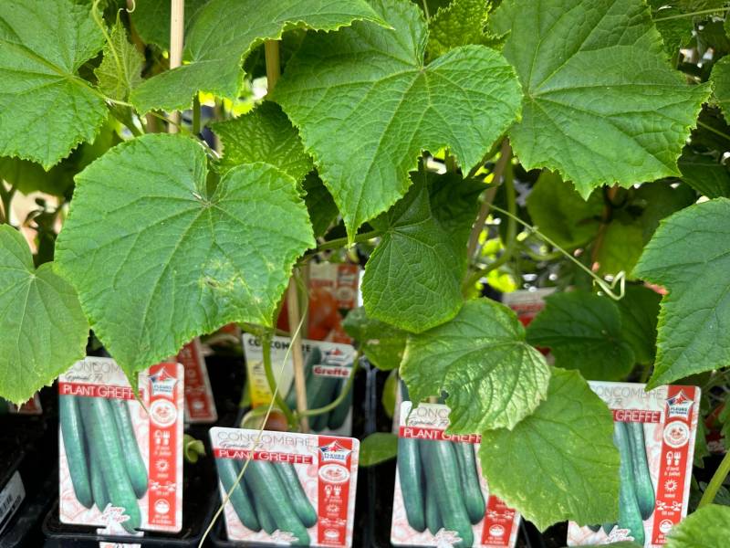 Grand choix de variétés de concombres dans nos 2 jardineries Sopavar à Six Fours et à Sanary près de Toulon dans le Var