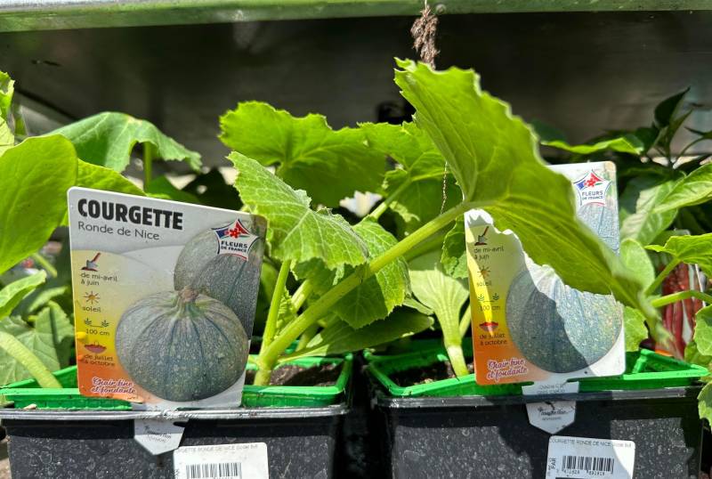 Courgette ronde de Nice en godet dans nos 2 magasins dans votre coopérative agricole près des centres-villes de Sanary et de Six Fours près de Toulon dans le Var