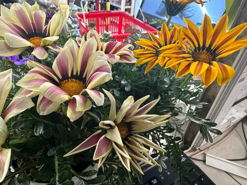 Gazania droit et rampant coloré dans votre jardinerie coopérative agricole SOPAVAR à Six Fours et à Sanary près de Toulon dans le Var