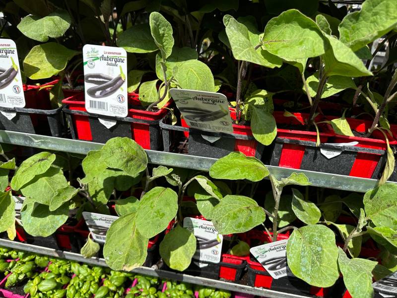 Plants d’aubergines très productifs près de chez vous dans nos 2 jardineries Sopavar à Six Fours et à Sanary près de Ollioules La Seyne Toulon Bandol dans le Var