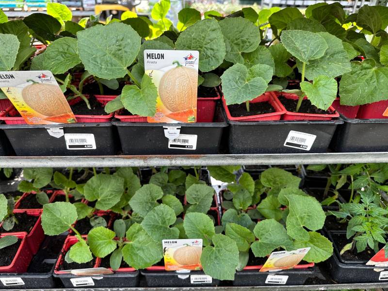 Melons Cyrano dans votre jardinerie coopérative agricole SOPAVAR à Six Fours et à Sanary près de Toulon dans le Var