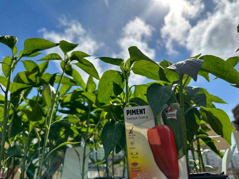 Plants de poivrons en godet à découvrir dans vos coopératives agricoles Sopavar à Sanary et à Six Fours près de Toulon dans le Var