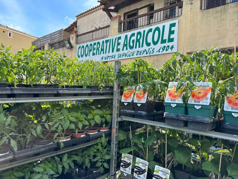 Concombres Gynial F1 dans votre jardinerie coopérative agricole SOPAVAR à Six Fours et à Sanary près de Toulon dans le Var