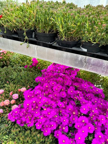 Pots de Pourpier Ficoïde et Portulaca colorés dans votre jardinerie coopérative agricole SOPAVAR à Six Fours et à Sanary près de Toulon dans le Var