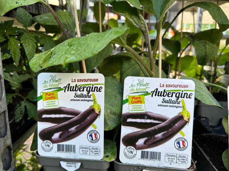 Grand choix de variétés d’aubergines rondes longues blanches striées dans nos 2 jardineries Sopavar à Six Fours et à Sanary près de Toulon dans le Var