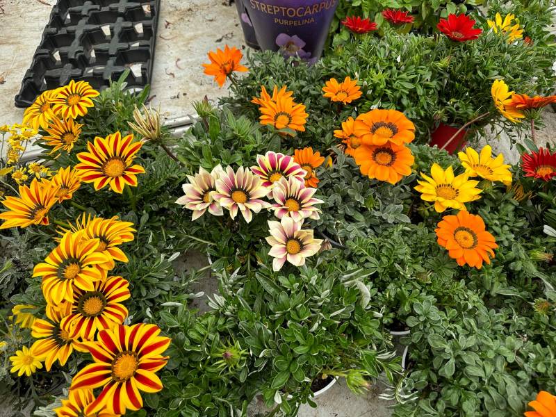 Gazania droit et rampant rose rouge jaune orange blanc bicolore dans nos 2 magasins dans votre coopérative agricole près des centres-villes de Sanary et de Six Fours près de Toulon dans le Var