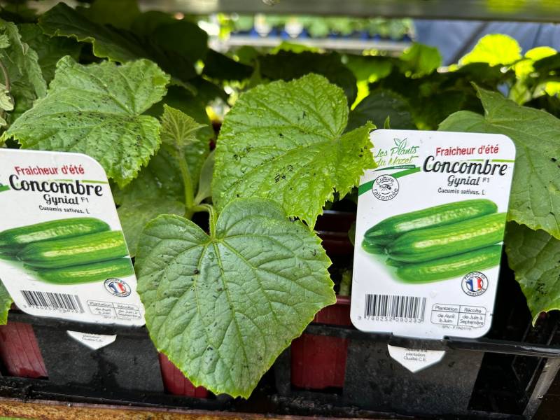 Concombres greffés dans votre jardinerie coopérative agricoles Sopavar à Sanary et à Six Fours près de Toulon dans le Var