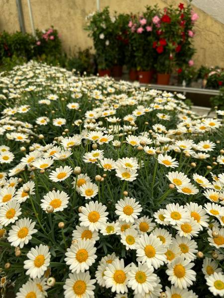 Marguerite Anthémis fleuris dans votre jardinerie coopérative agricoles Sopavar à Sanary et à Six Fours près de Toulon dans le Var