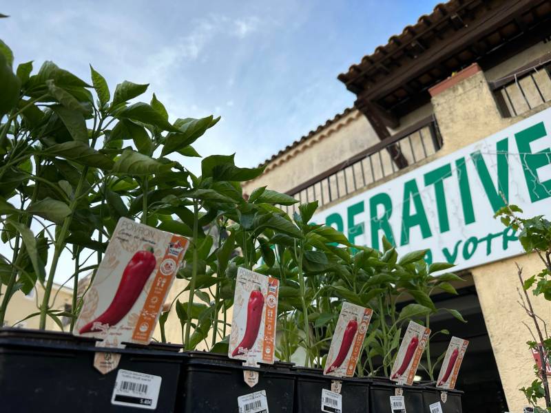 Grand choix de variétés de poivrons dans nos 2 jardineries Sopavar à Six Fours et à Sanary près de Toulon dans le Var
