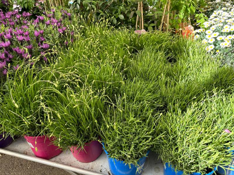 Lavandes fleuries et grand choix de pots de lavande près de chez vous dans nos 2 jardineries Sopavar à Six Fours et à Sanary près de Ollioules La Seyne Toulon Bandol dans le Var