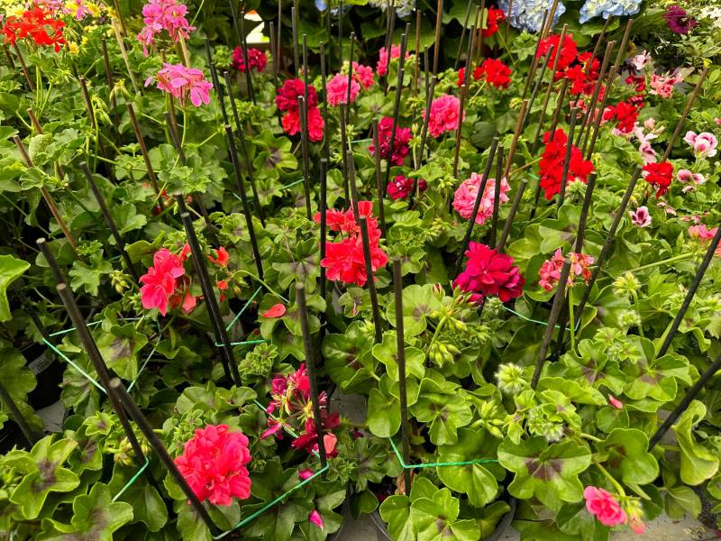 Grand choix de plantes fleuries et de géraniums dans nos 2 jardineries Sopavar à Six Fours et à Sanary près de Toulon dans le Var