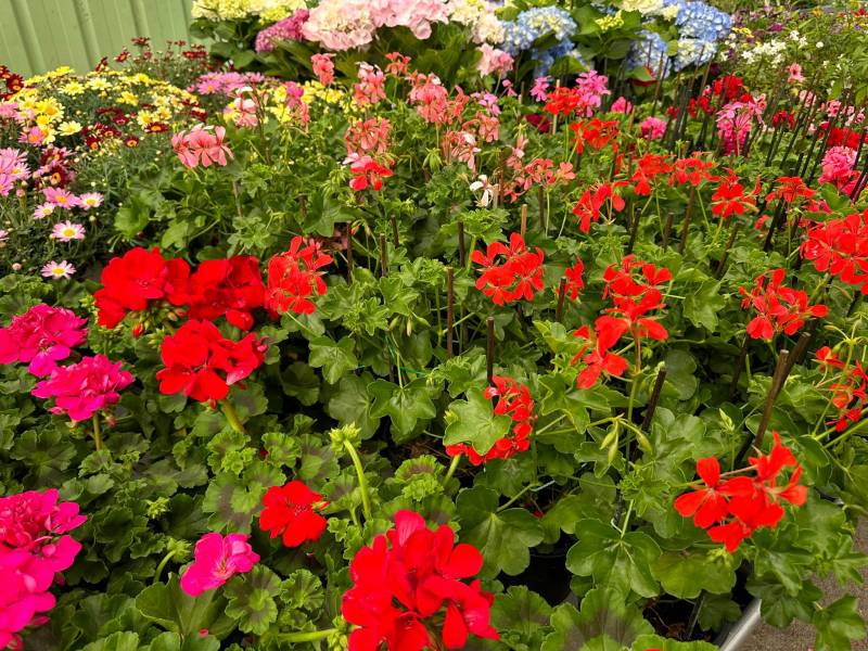 Géranium pélargonium coloré dans votre jardinerie coopérative agricole SOPAVAR à Six Fours et à Sanary près de Toulon dans le Var