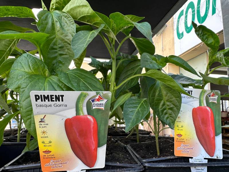 Piments Poivrons Doux des landes Gorria Corne de Taureau Petit Marseillais près de chez vous dans nos 2 jardineries Sopavar à Six Fours et à Sanary près de Ollioules La Seyne Toulon Bandol dans le Var