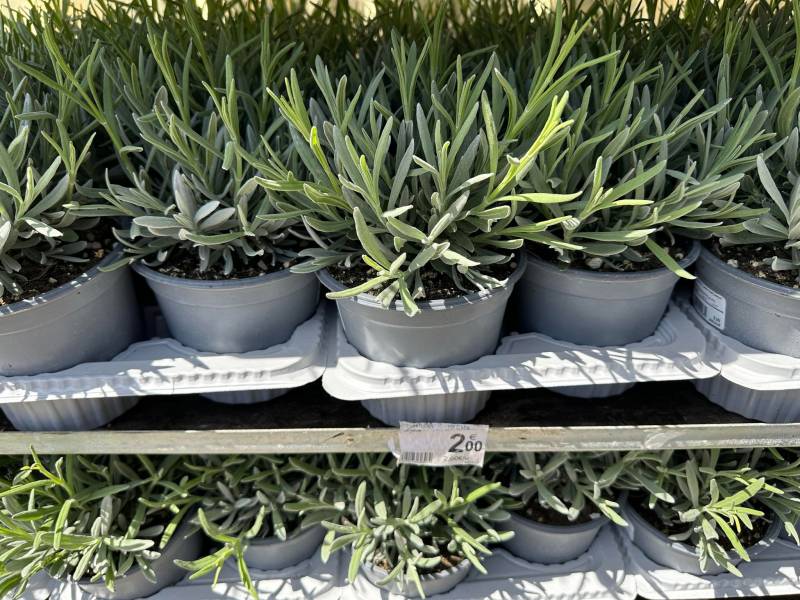 Lavande vraie Lavandula angustifolia dans votre jardinerie coopérative agricoles Sopavar à Sanary et à Six Fours près de Toulon dans le Var